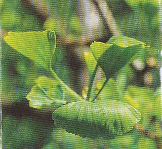 JT Kräuter Fächerblattbaum.jpg